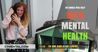 Guinea Pigs as Emotional Support: Boosting Mental Health Naturally