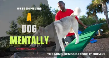 Dog Parks: Boosting Canine Mental Health and Social Skills