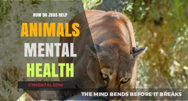 Enriching Lives: How Zoos Support Animal Mental Well-Being