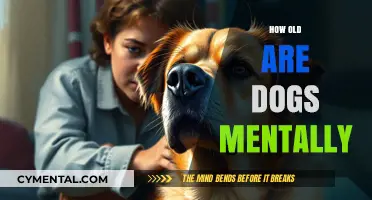 Exploring Canine Cognition: A Journey Through a Dog's Mental Age