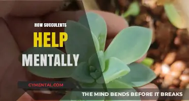 Succulents: Nature's Therapy for Mental Well-being and Stress Relief