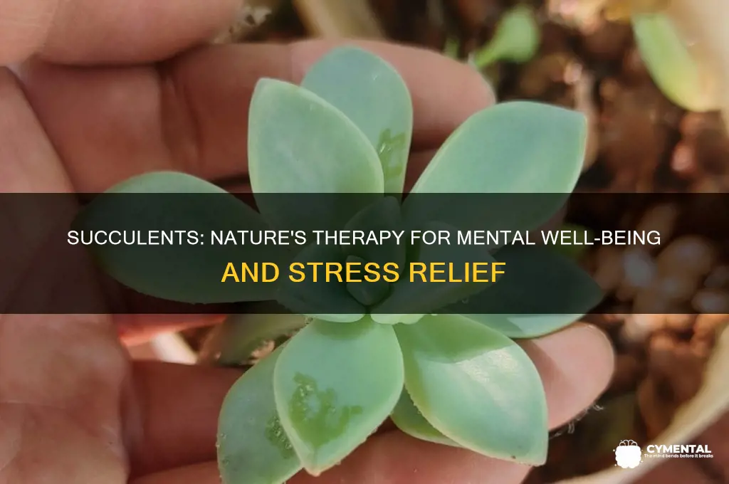 how succulents help mentally