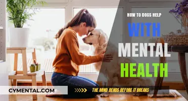 Dogs as Healers: Enhancing Mental Health Through Canine Companionship
