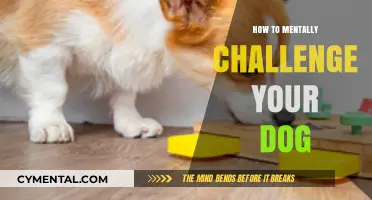 Engaging Your Dog's Mind: Fun Ways to Challenge and Entertain