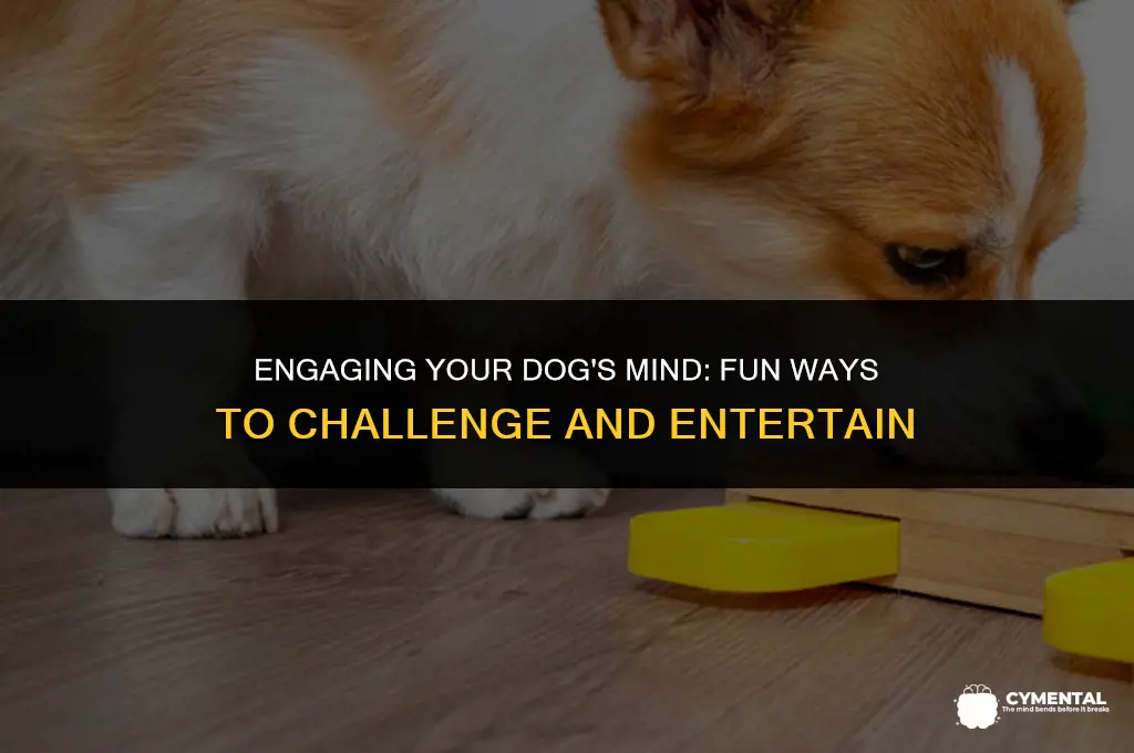 how to mentally challenge your dog