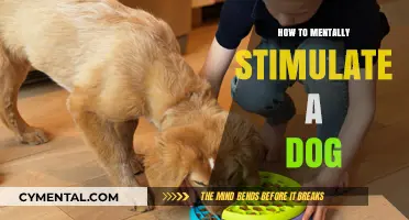 Engaging Minds: Fun Ways to Mentally Stimulate Your Dog