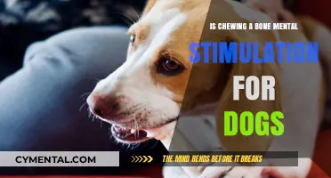 Mental Stimulation for Dogs: The Benefits of Chewing Bones