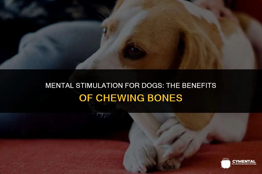 is chewing a bone mental stimulation for dogs