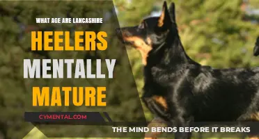 Understanding Lancashire Heelers: When Do They Reach Mental Maturity?