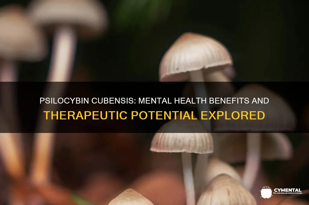 what does psilocybin cubensis help with mentally