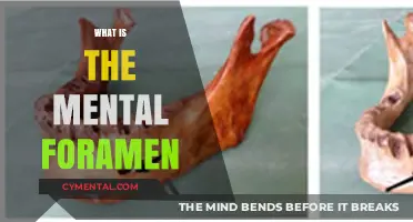 Exploring the Mental Foramen: A Gateway to Understanding Neural Connections