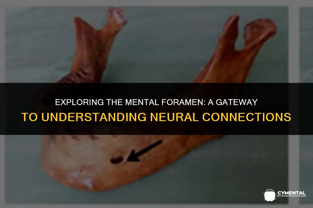 what is the mental foramen