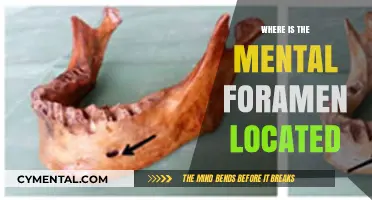Exploring the Location of the Mental Foramen: A Comprehensive Guide