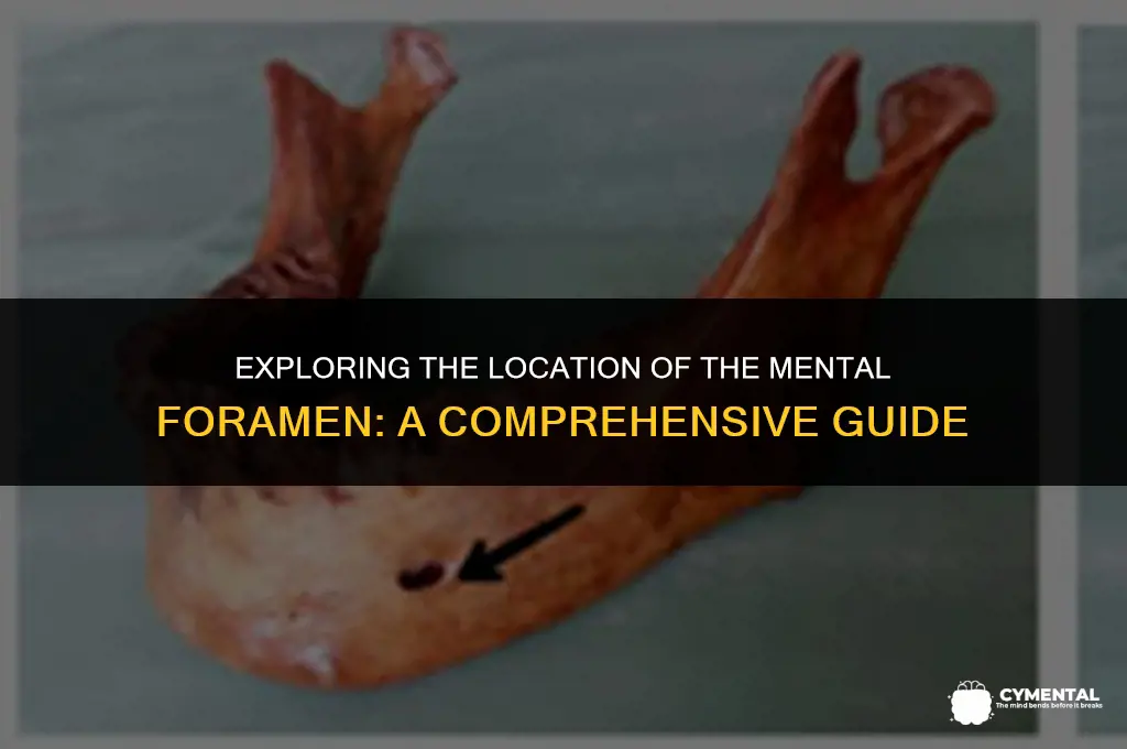 where is the mental foramen located