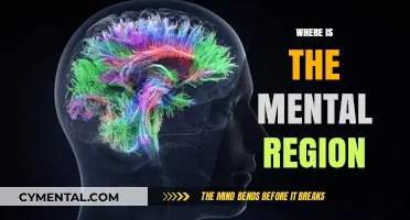 Exploring the Elusive Mental Region: A Journey into Cognitive Frontiers